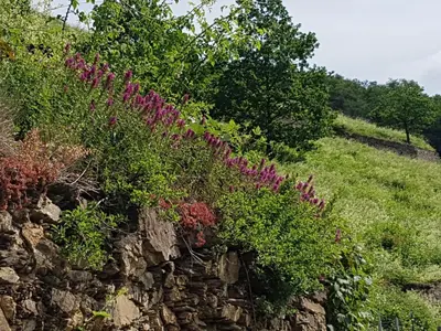 Ein Garten an der Unterkunft Winzerhof Gietzen