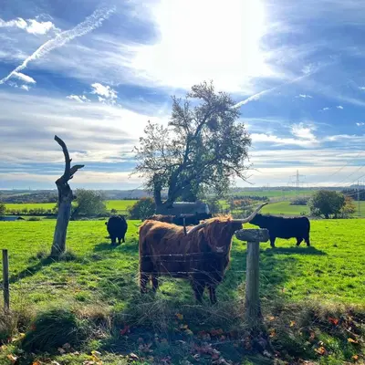 Tiere in der Ferienwohnung oder in der Nähe
