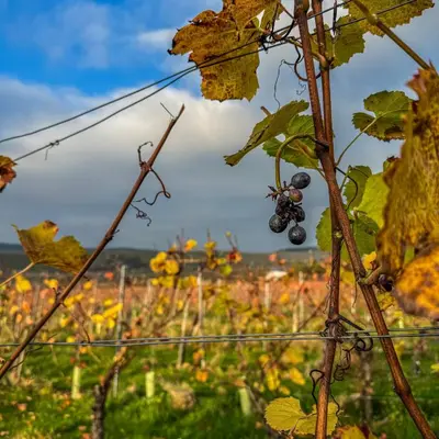 Ein Garten an der Unterkunft Weingut Tiliahof