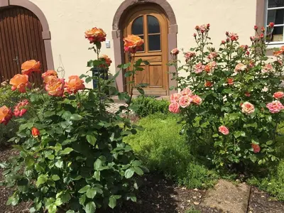 Ein Garten an der Unterkunft Ferienwohnung in historischem Bauernhaus in der Eifel