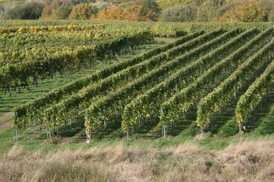 Grundriss der Unterkunft Ferienwohnung Weinbergblick