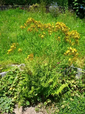 Ein Garten an der Unterkunft Wolfs Ferienhaus - Natürlich Eifel