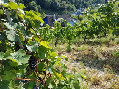 Ein Garten an der Unterkunft Rhine Pearl Hideaways