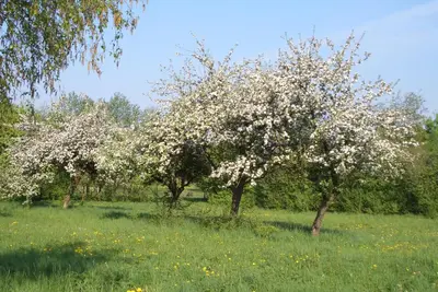 Ein Garten an der Unterkunft Lindenhof Hahn