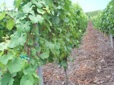 Ein Garten an der Unterkunft Romantischer Aufenthalt mit Blick auf den Weinberg