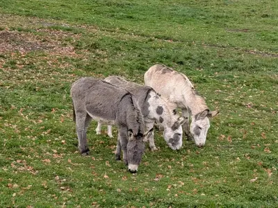 Tiere in der Ferienwohnung oder in der Nähe