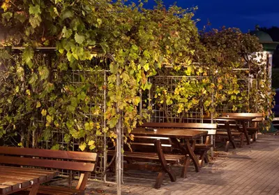 Ein Garten an der Unterkunft Moselromantik Hotel Am Panoramabogen