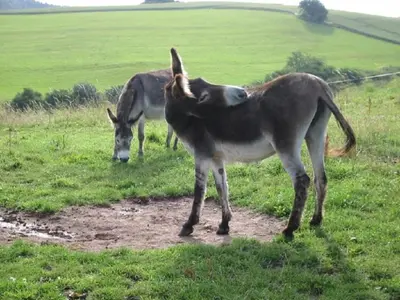 Tiere im Resort oder in der Nähe