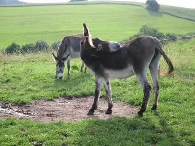 Tiere im Resort oder in der Nähe
