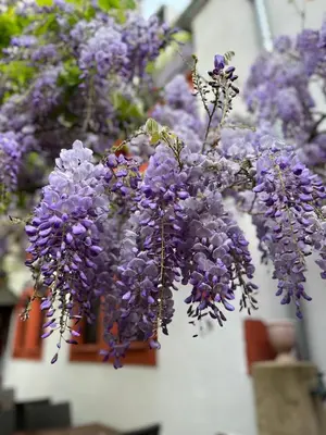 Ein Garten an der Unterkunft Hotel Doctor Weinstube