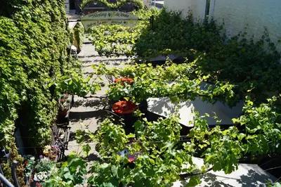 Ein Garten an der Unterkunft Weingut Haxel