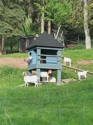 Tiere im Ferienhaus oder in der Nähe