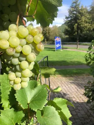 Ein Garten an der Unterkunft Haus Nummer 1, Moselblick