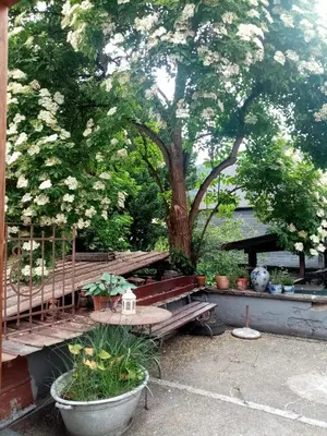 Ein Garten an der Unterkunft Moselhaus Tante Emma