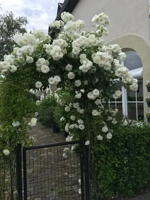 Ein Garten an der Unterkunft Eifel-Moezelhuis
