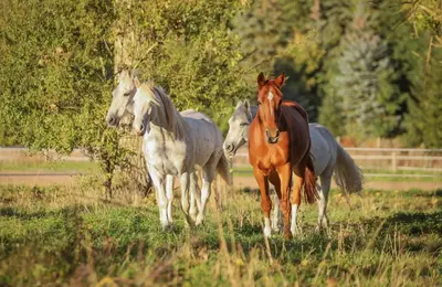 Tiere in der Ferienwohnung oder in der Nähe