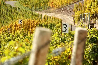 Ein Garten an der Unterkunft Wein und Gästehaus Hüls