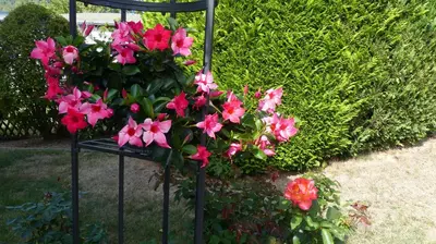 Ein Garten an der Unterkunft Ferien Apartment Melcher