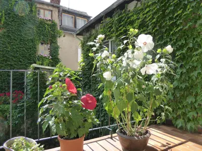 Ein Garten an der Unterkunft Hotel Garni Günther