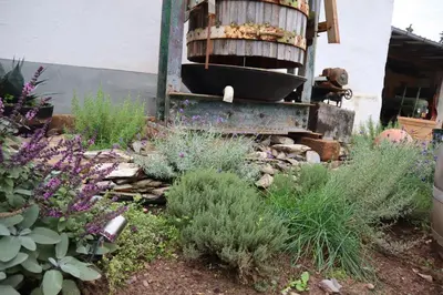 Ein Garten an der Unterkunft Winzerhaus Wehlener Sonnenuhr