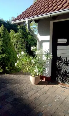 Ein Garten an der Unterkunft Ellis Garden