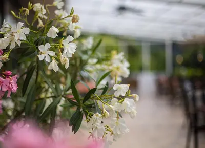 Ein Garten an der Unterkunft Hotel Zehnthof