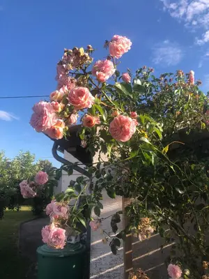 Ein Garten an der Unterkunft Ferienhaus Göbel´s gute Stube