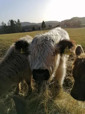 Tiere in der Ferienwohnung oder in der Nähe