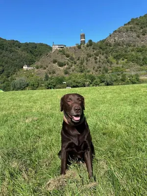 Haustiere von Gästen der Unterkunft Ferienhaus Leopold mit Burgblick an der Mosel