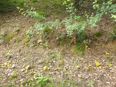 Ein Garten an der Unterkunft Ferienhaus Dreier-Ley
