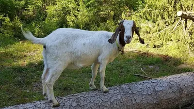 Tiere in der Pension oder in der Nähe