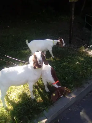 Tiere in der Pension oder in der Nähe