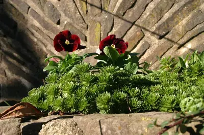 Ein Garten an der Unterkunft Isi-Hof