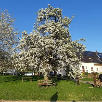 Ein Garten an der Unterkunft Am Hohestein