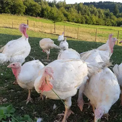 Tiere in der Ferienwohnung oder in der Nähe