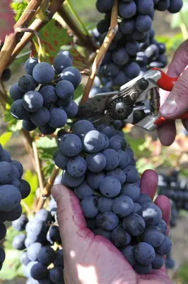 Grundriss der Unterkunft Ferienweingut Arnold Fuhrmann & Sohn