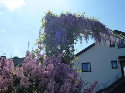 Ein Garten an der Unterkunft Weingut Harald Ludwig