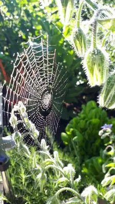 Ein Garten an der Unterkunft bel-etage