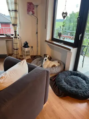 Haustiere von Gästen der Unterkunft Ferienhaus Schwalbennest Schalkenmehren