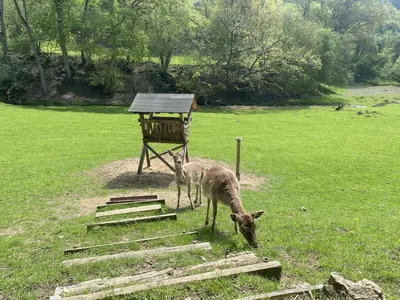 Grundriss der Unterkunft Ferienhaus Rehblick