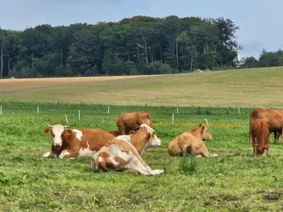 Tiere in der Ferienwohnung oder in der Nähe