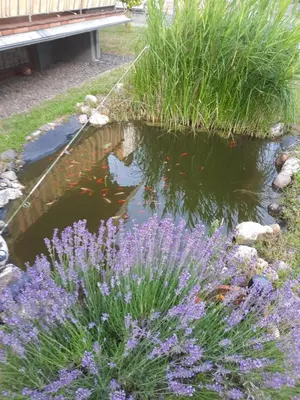 Ein Garten an der Unterkunft Ferienwohnung Hilgert
