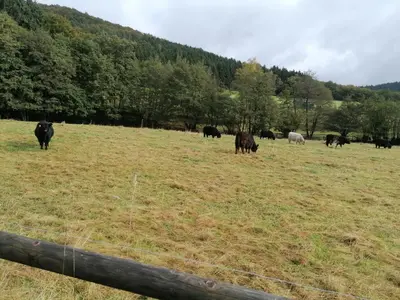 Tiere in der Ferienwohnung oder in der Nähe
