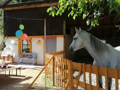 Tiere in der Ferienwohnung oder in der Nähe