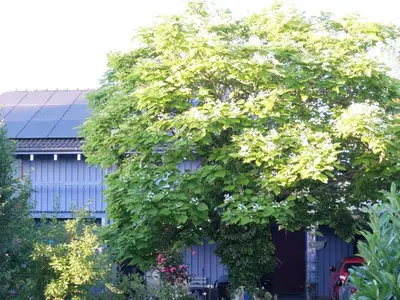 Ein Garten an der Unterkunft Blaues Haus - Une maison bleue