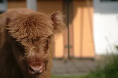 Tiere in der Ferienwohnung oder in der Nähe