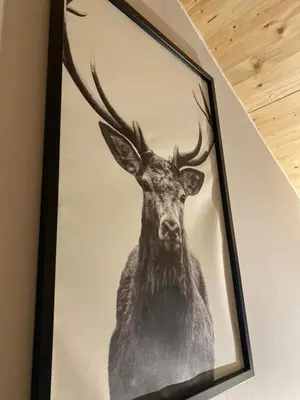 Tiere in der Ferienwohnung oder in der Nähe