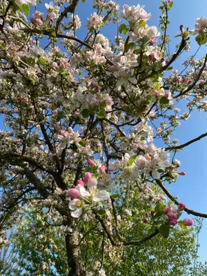 Ein Garten an der Unterkunft Overkamps - das Ferienhaus Odernheim