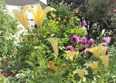 Ein Garten an der Unterkunft Ferienwohnung Hofmann