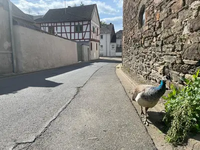 Die Umgebung um das Bed & Breakfast